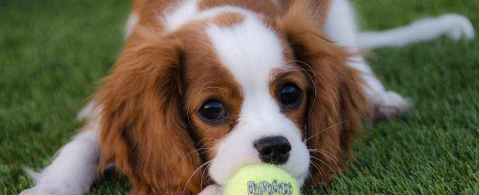 Cavalier King Charles Spaniel playing with ball