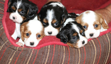 Cavalier King Charles Spaniel Puppies for Sale