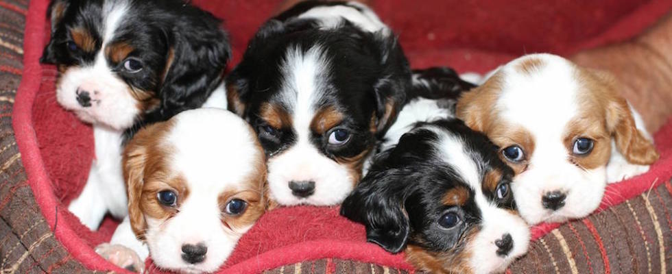 Cavalier King Charles Spaniel Puppies