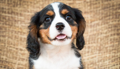 Cavalier King Charles Spaniel Puppies