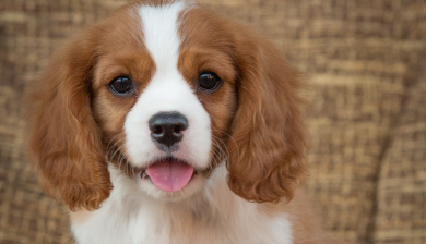 Why Choose a Cavalier King Charles Spaniel?