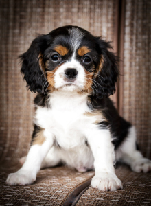 Cavalier King Charles Spaniel Puppies